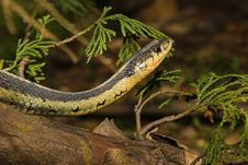 Snake Royalty Free Stock Photography Snake Royalty Free Stock Photography