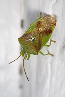 Red-crossed Stink Bug Royalty Free Stock Photos Red-crossed Stink Bug Royalty Free Stock Photos