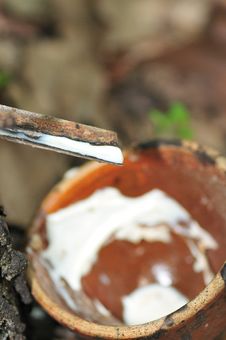 At A Rubber Plantation Series Royalty Free Stock Photo At A Rubber Plantation Series Royalty Free Stock Photo