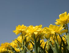 Tulips Field Royalty Free Stock Photo Tulips Field Royalty Free Stock Photo