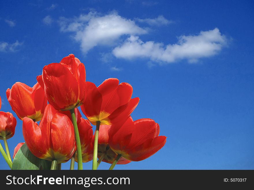 Tulips on background of blue sky with white clouds. Tulips on background of blue sky with white clouds