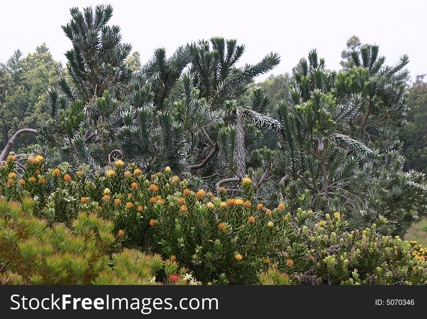 Majestic protea trees swaying in the cool breeze of Upcountry Maui at the Alii Kula Lavender Farm in Kula, Maui, Hawaii. Majestic protea trees swaying in the cool breeze of Upcountry Maui at the Alii Kula Lavender Farm in Kula, Maui, Hawaii