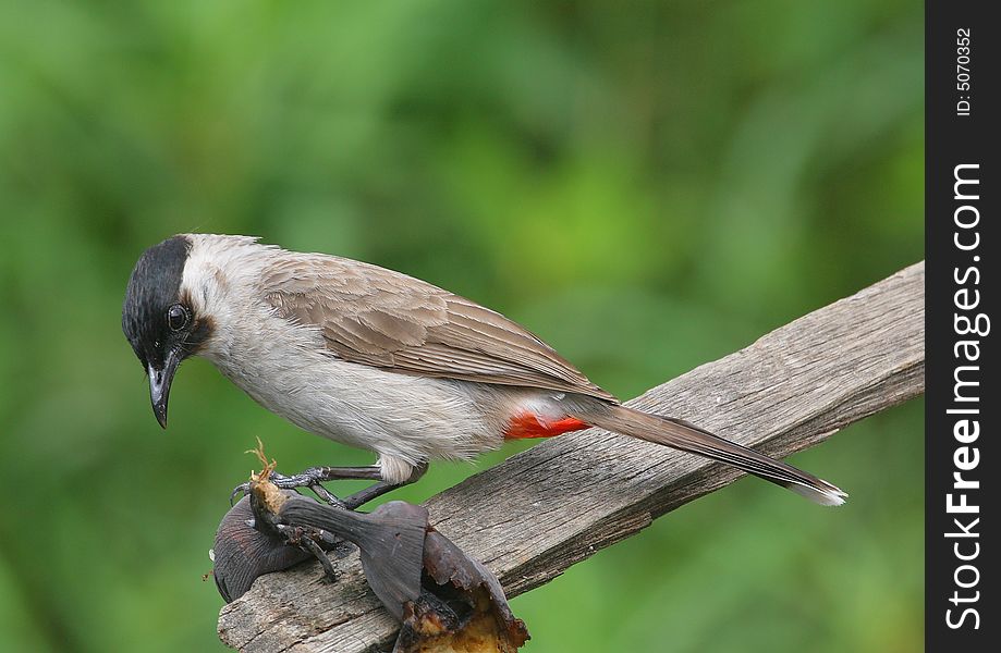 Sooty-headed Bulbul,  mostly grey body & brownish wings, with a bright red butt, and a black cap.  Sooty-headed Bulbul,  mostly grey body & brownish wings, with a bright red butt, and a black cap.