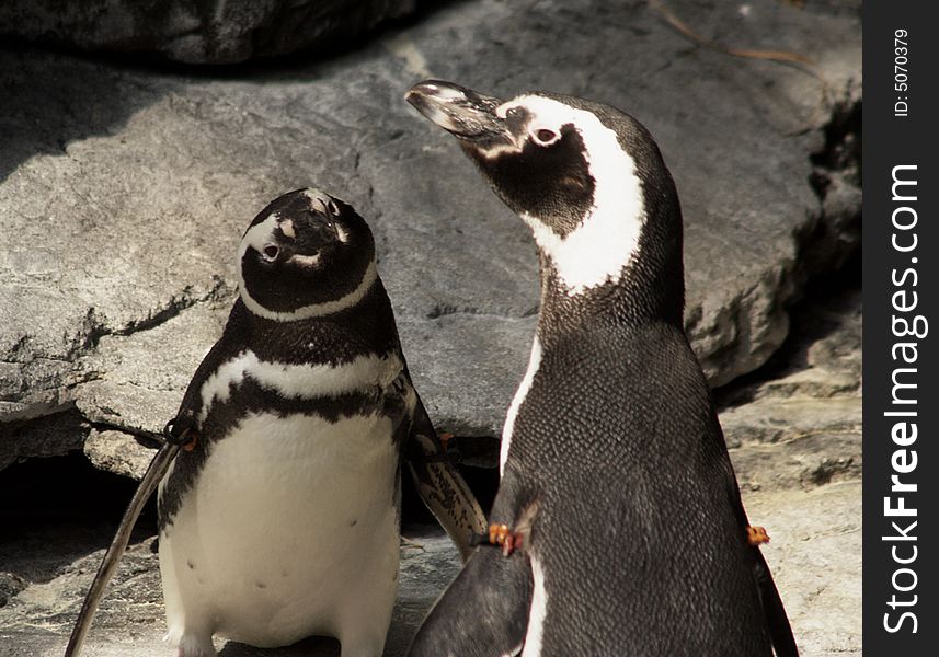 A close up shot of two Penguins