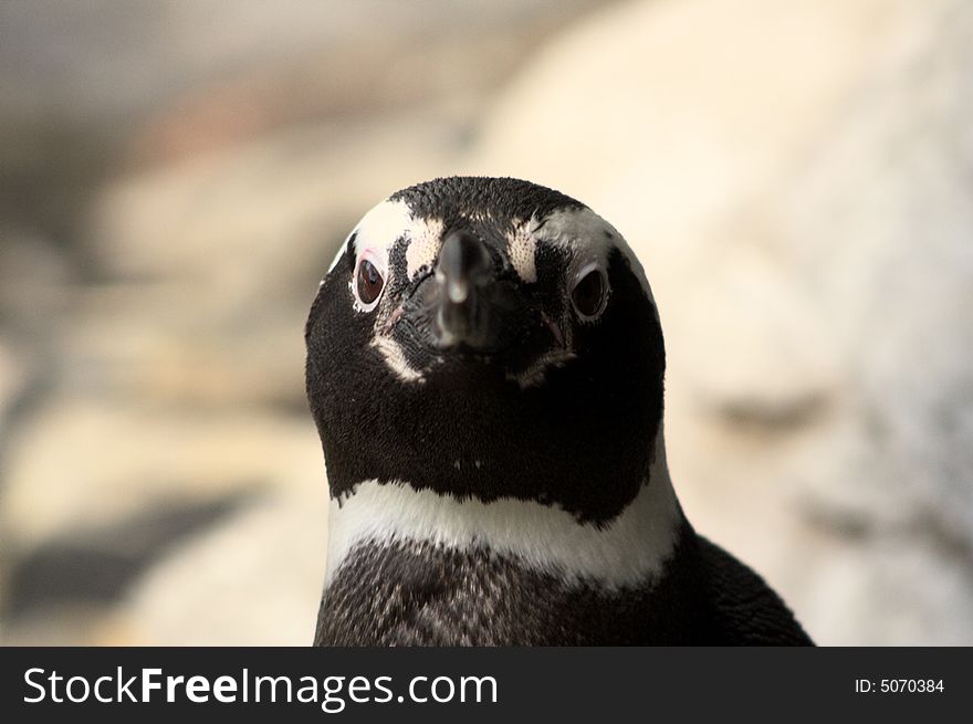 Penguin