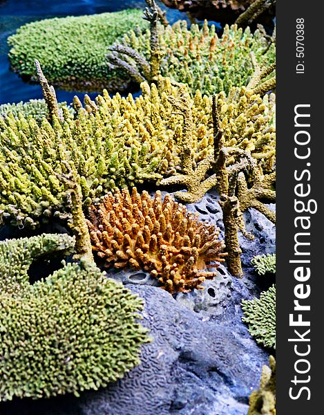 A beautiful and colourful coral reef. A beautiful and colourful coral reef