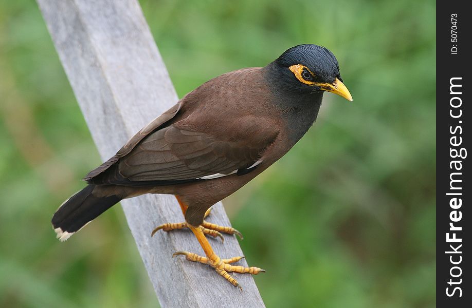 Bird perched on wooden rail