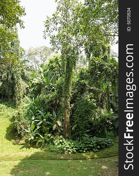 Dense jungle with green foliage