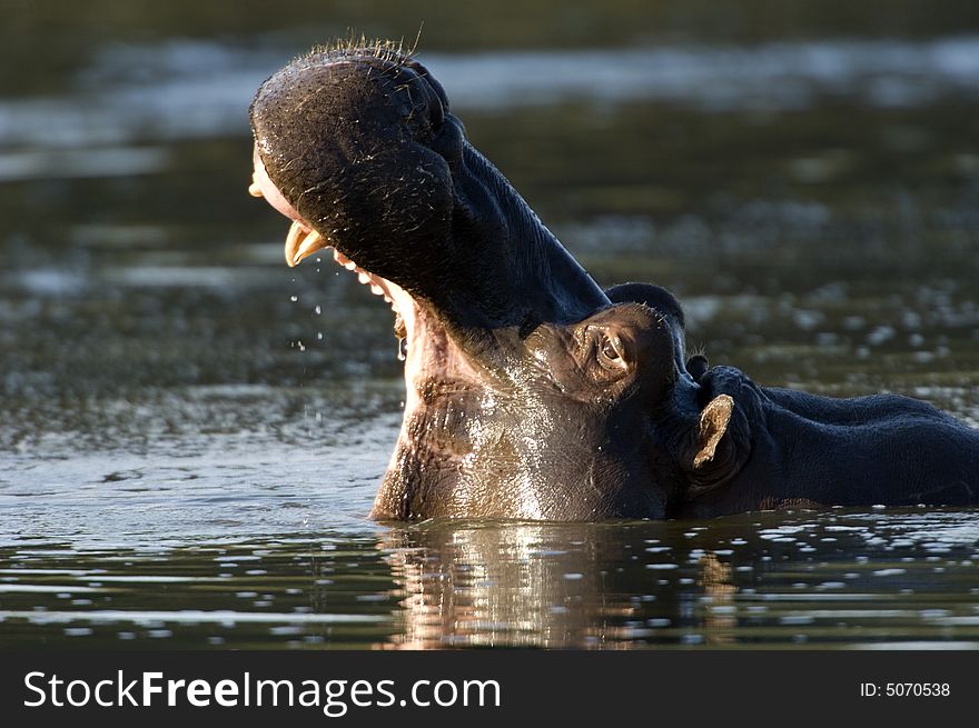 Hippo in the lake - South Africa