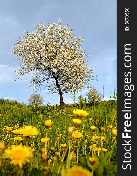 Blooming cherry-tree among dandelions