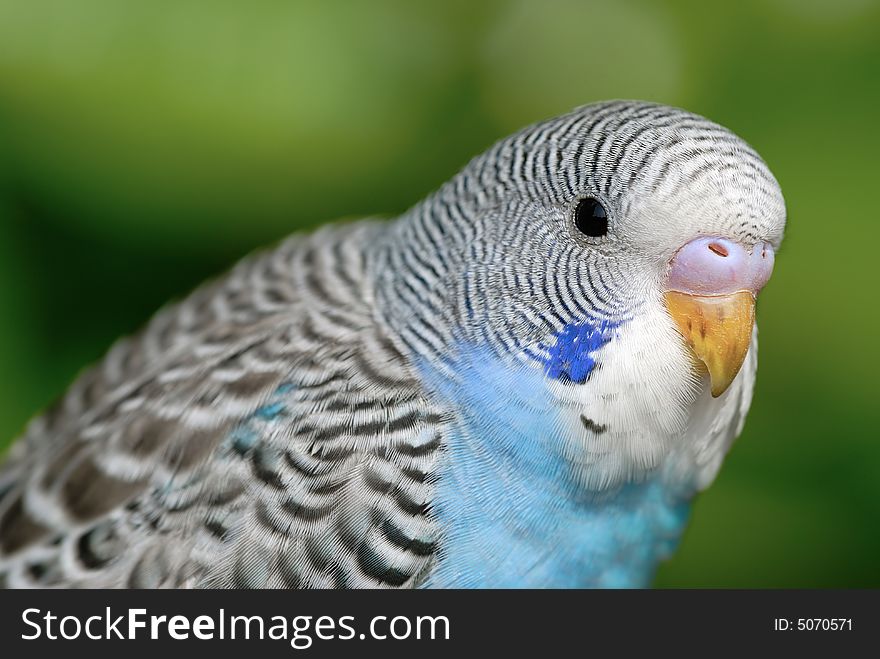 A close up shot of Parrot