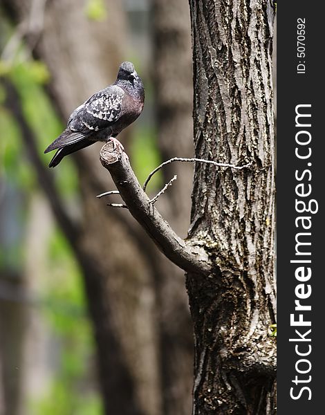 Pigeon sitting on the branch. Pigeon sitting on the branch.