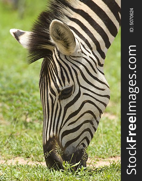 Zebra having a lunch - South Africa