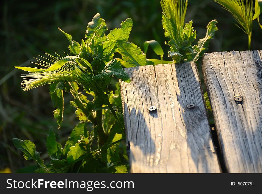 An Agrestic scene with an old ruined wooden table and some herbes and plants. An Agrestic scene with an old ruined wooden table and some herbes and plants