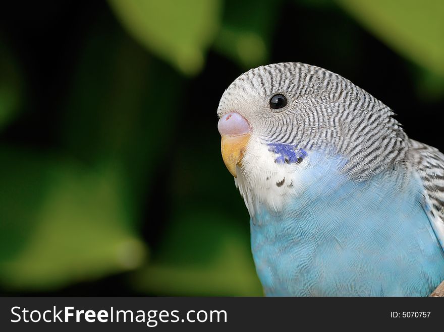 A close up shot of Parrot