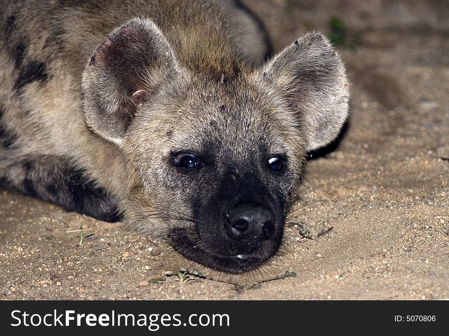 Young hyena taking a rest - South Africa