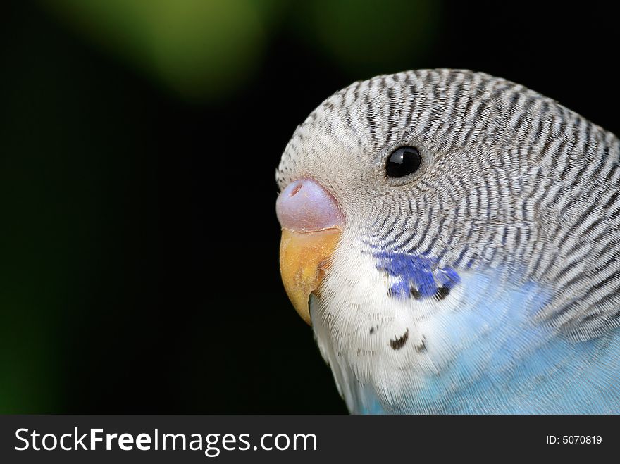 A close up shot of Parrot