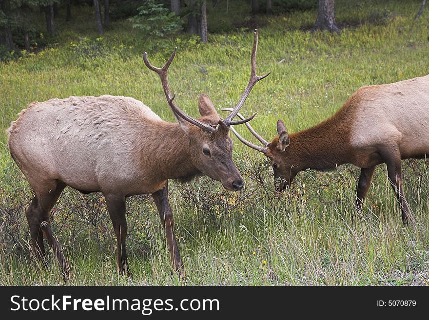 Two deers struggle on a wood marge. Two deers struggle on a wood marge