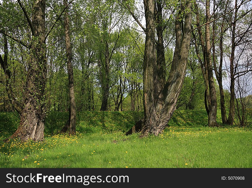 Spring forest. Trees, green grass and yellow dandelions.