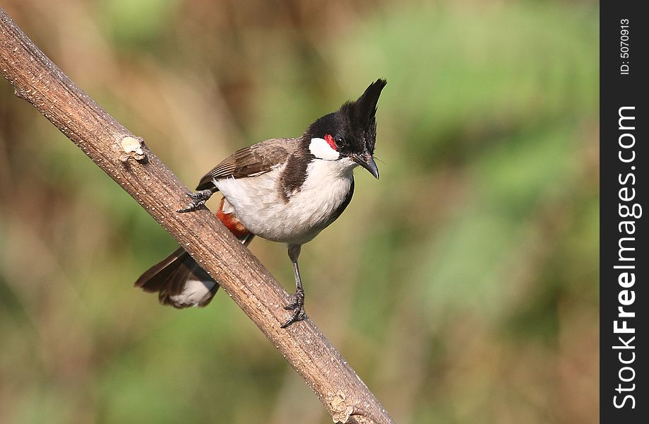 Red Whiskered Bulbul. Colourful bird,whitish chest,grey/brown wings & back, black cap with vertical tuft on top, red whiskers and butt. Red Whiskered Bulbul. Colourful bird,whitish chest,grey/brown wings & back, black cap with vertical tuft on top, red whiskers and butt.