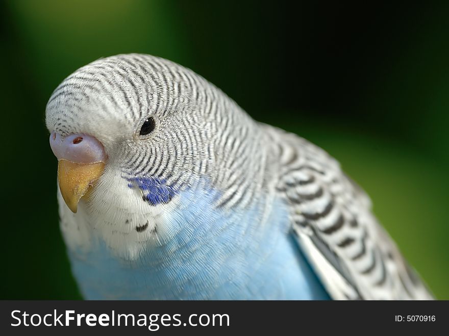 A close up shot of Parrot