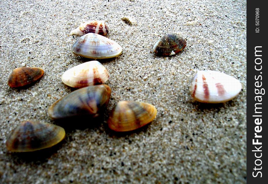 Cockle shells on the beach