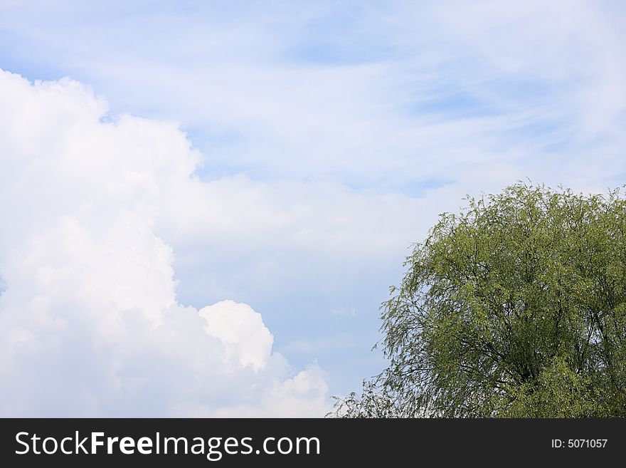 Spring time - green tree on blue sky
