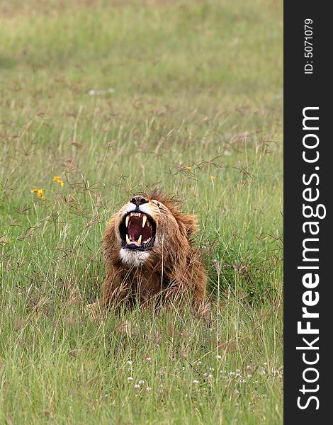 Lion roaring in the Ngorongoro crater Tanzania