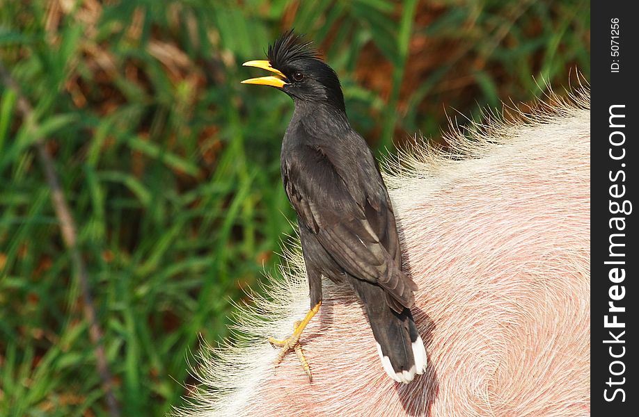 White-vented Myna, black bird, with white wing vents and tail tips, sports a splayed feather crest at start of yellow crow like beak, yellow legs. White-vented Myna, black bird, with white wing vents and tail tips, sports a splayed feather crest at start of yellow crow like beak, yellow legs.