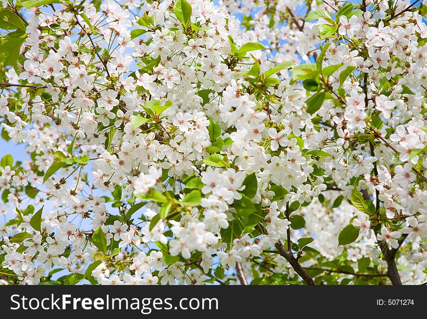 White flowers of apple-tree