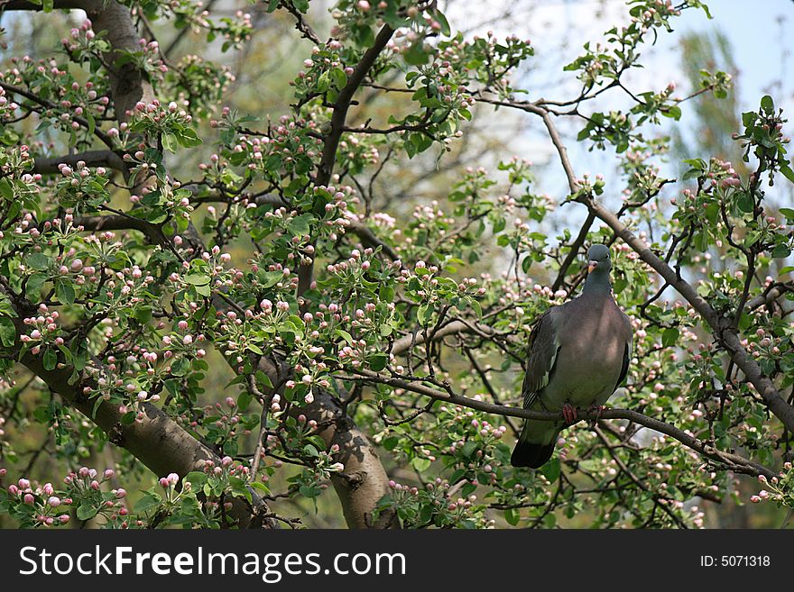 Pigeon on blossoming tree