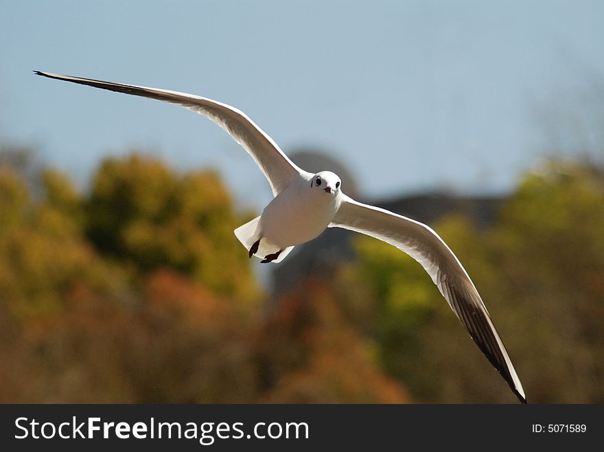 In Chinese yunnan the kunming green jade lake, the winter will have every year tens of thousands of hooded gulls to fly from Siberia. The hooded gull has fallen in love with the green jade lake, treats as the friend there person gate.