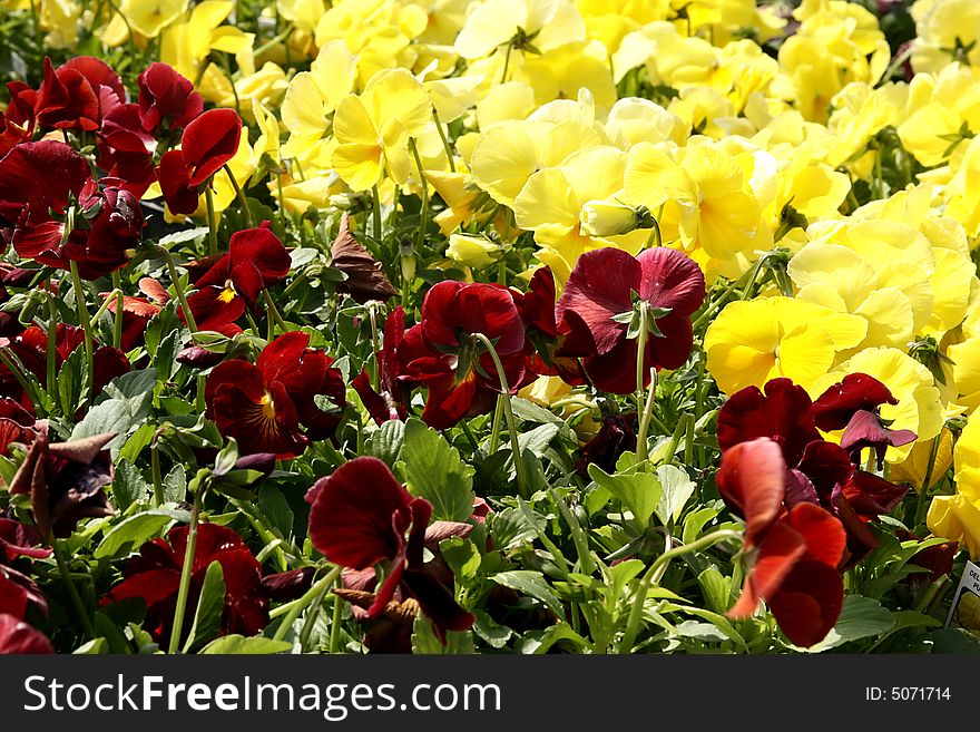 Colorful spring flowers as a background. Burgundy and yellow pansies.