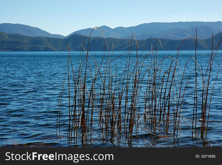 Some reed in the LuGu lake. Some reed in the LuGu lake.