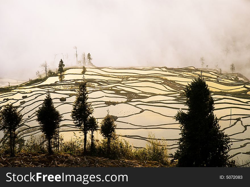 In the morning, we rush to elevation 3000 meter yuanyang duoyishu, the sun must raise from the East, the phoenix the cloud wells up, the bad fog fills the air. Under the terraced fields tier on tier in the rosy-colored clouds at dawn shine upon are dodging the golden color ray. In the morning, we rush to elevation 3000 meter yuanyang duoyishu, the sun must raise from the East, the phoenix the cloud wells up, the bad fog fills the air. Under the terraced fields tier on tier in the rosy-colored clouds at dawn shine upon are dodging the golden color ray.