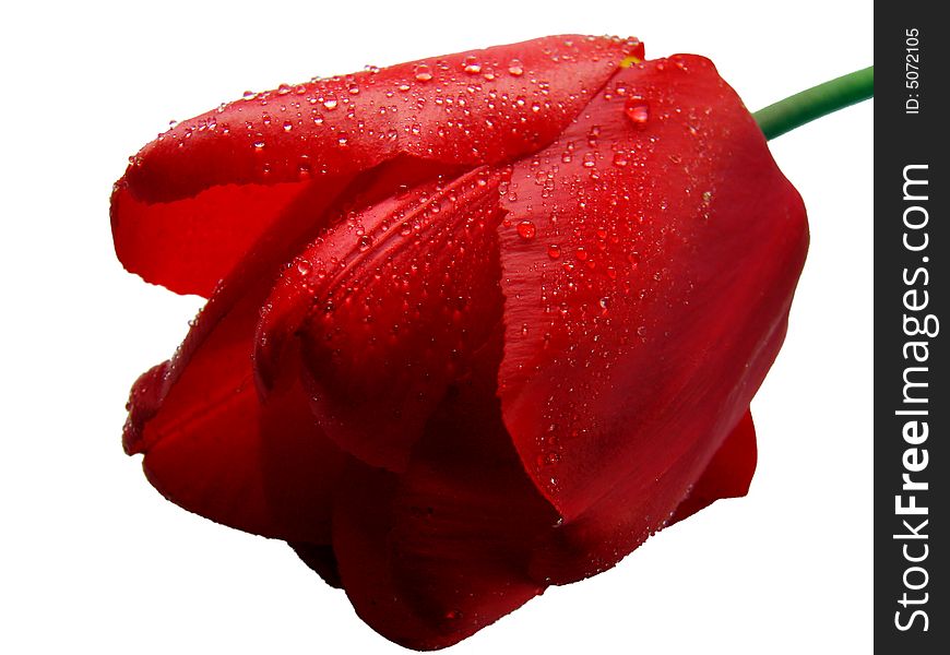 Red tulip with rains' drops on it in the white background