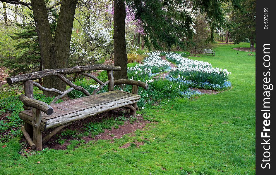 The daffodil blooming in spring at an arboretum