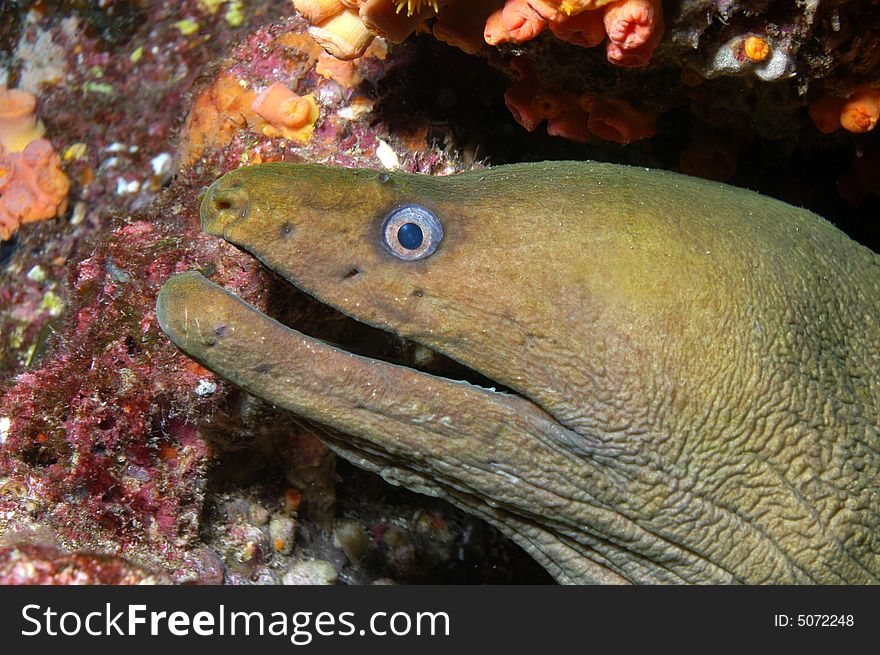 Green Moray eel from Sea of Cortez