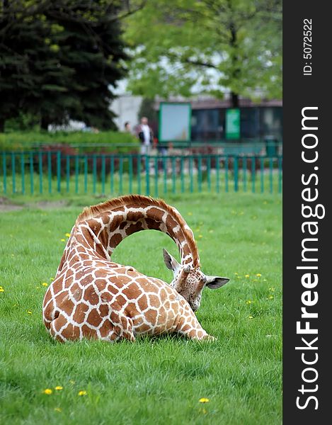 Young shamed giraffe on green grass