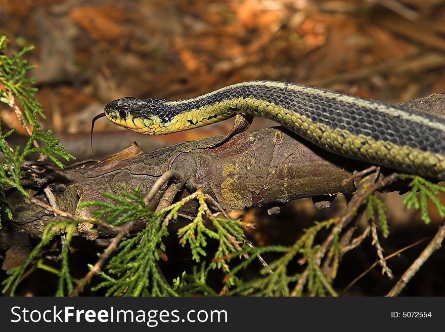 Yellow and green Gardner snake