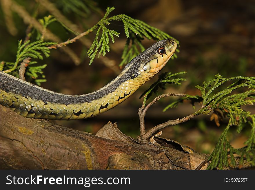 Yellow and green Gardner snake