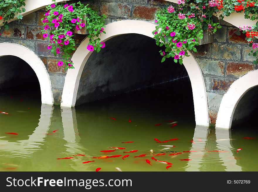 Koi Under Arch Bridge