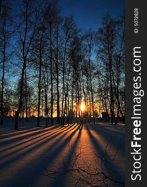 Sunset Through Leafless Trees In Winter