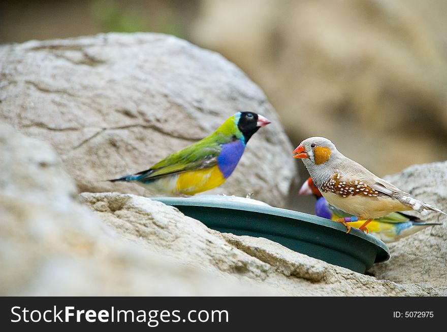 Finch Birds on a feeder