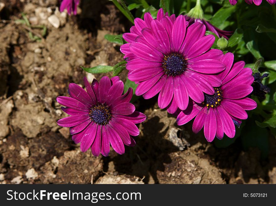 Fucsia flowers in a brown background