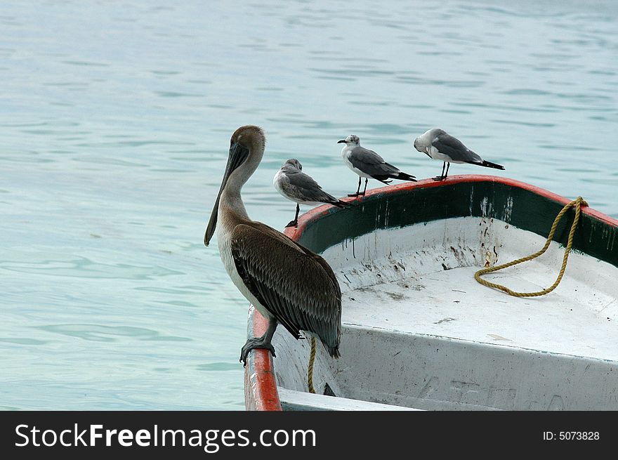 Three seagulls and a pelican standing on a foreship. Three seagulls and a pelican standing on a foreship