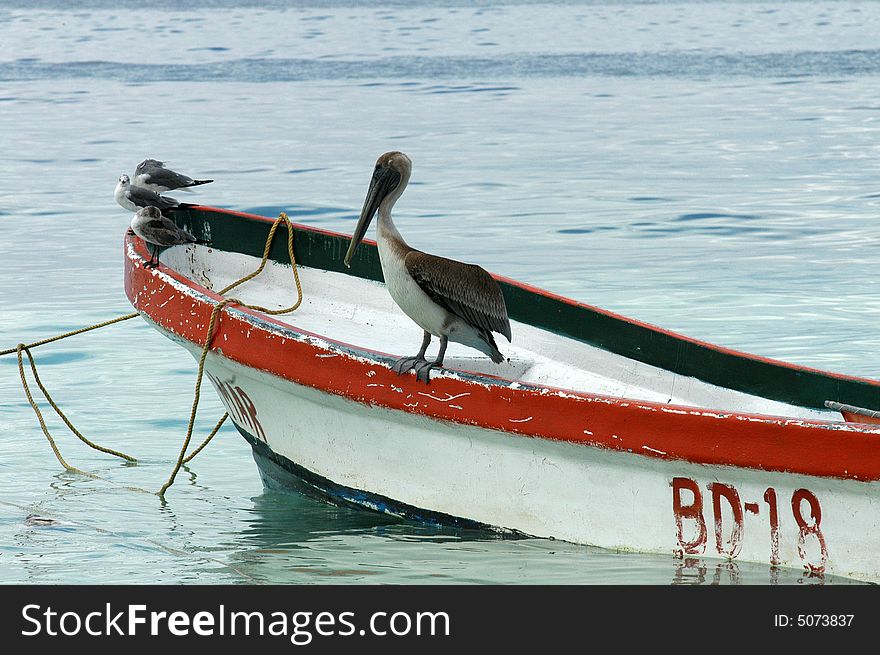 a pelican standing on a foreship