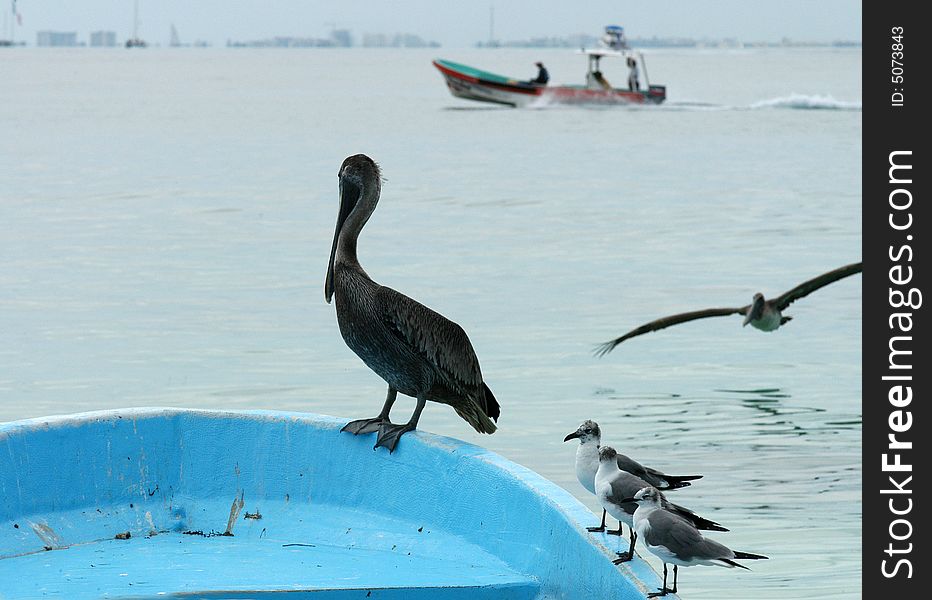 Three seagulls and a pelican standing on a foreship. Three seagulls and a pelican standing on a foreship