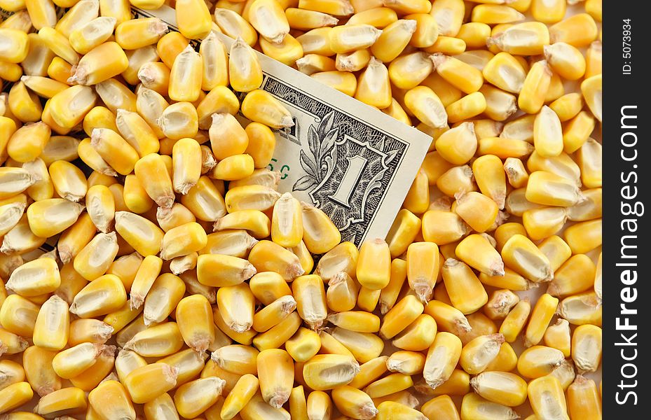 A pile of corn kernels with the corner of a dollar bill showing through the center. A pile of corn kernels with the corner of a dollar bill showing through the center