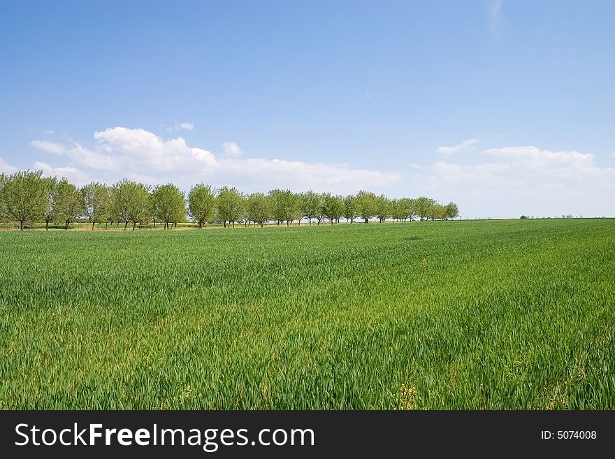 Spring wheat bordered with trees field. Spring wheat bordered with trees field.